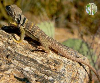 Crotaphytus collaris, eastern collared lizard