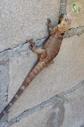 Ctenosaura macrolopha, spiny-tailed iguana