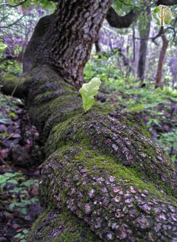 Curled oak trunk