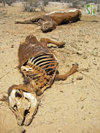 Dead desiccated cows, Sonora