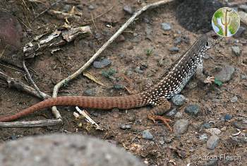 Dipsosaurus dorsalis, desert iguana