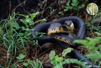 Drymarchon corais, indigo snake