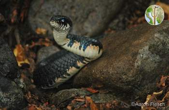 Drymarchon corais, indigo snake