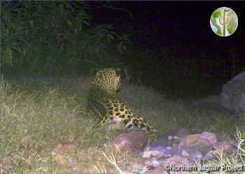 Jaguar on Northern Jaguar Reserve