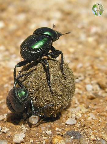 Dung beetles rolling dung ball