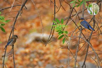 Eastern bluebird with young