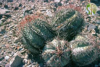 Echinocactus horizonthalonius var. nicholii