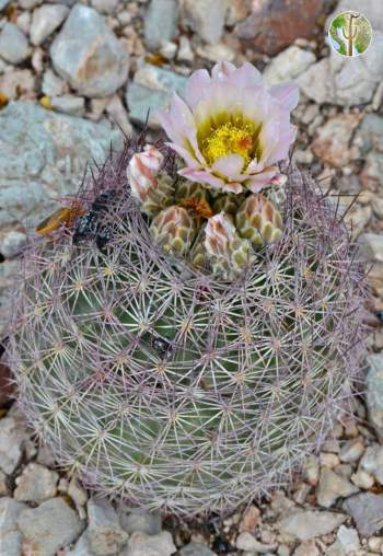 Echinomastus erectocentrus var. erectocentrus Needle-Spined Pineapple Cactus