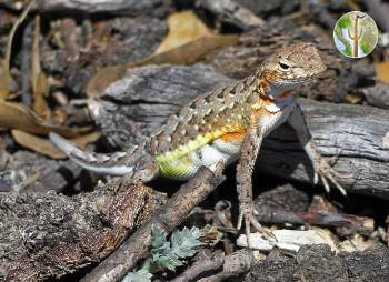 Elegant earless lizard