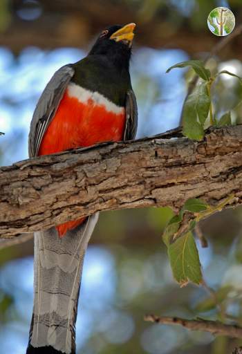 Elegant trogon calling