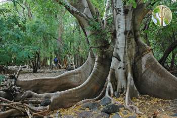 Ficus insipida with huge buttress roots