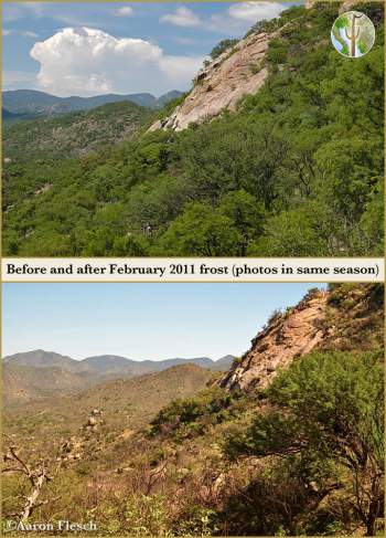 Thornscrub before and after heavy February 2011 frost