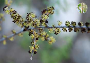 Forestiera shrevei flowers