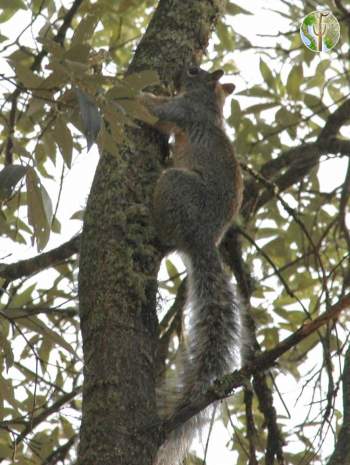 Mexican Fox Squirrel in Sierra Huachinera