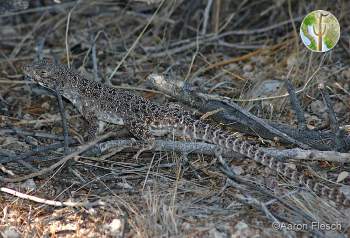 Gambelia wislizenii, long-nosed leopard lizard