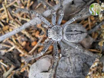 Giant wolf spider