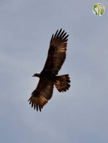 Golden Eagle soaring