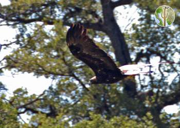 Golden eagle flying