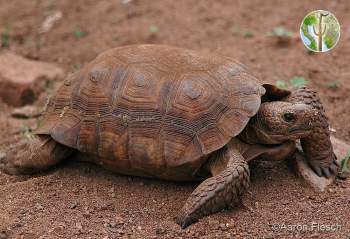 Gopherus agassizii, desert tortoise