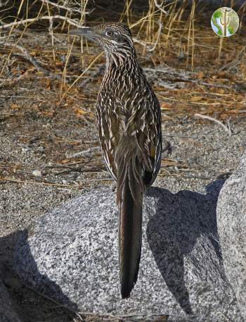 Greater roadrunner