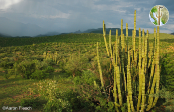 Bright green thornscrub with monsoon