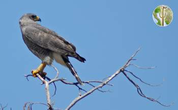 Grey Hawk Perched