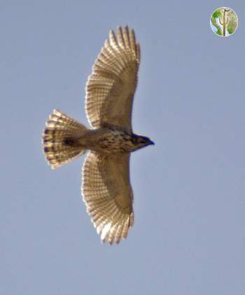 Grey Hawk Juvenile Flying