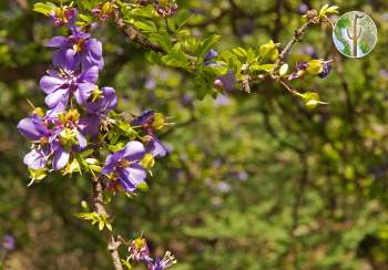 Guaiacum coulteri in flower