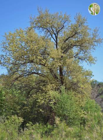 Havardia mexicana, full chino tree in bloom