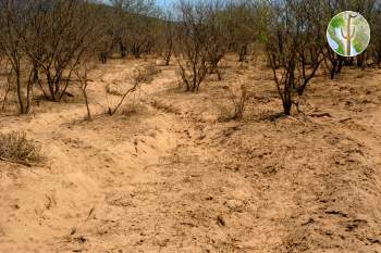 Photo: Heavily overgrazed bottomland in the Sonoran Desert