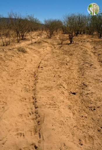 Heavily overgrazed desert soil dust pit