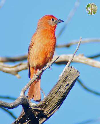 hepatic tanager