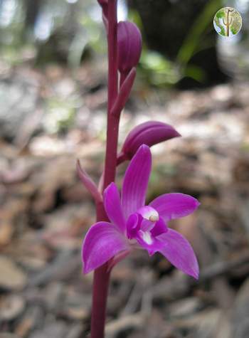 Hexalectris grandiflora in Sonora