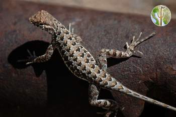 Holbrookia elegans, elegant earless lizard