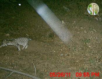 Photo of an Ocelot in the Huachuca Mountains - May 2011