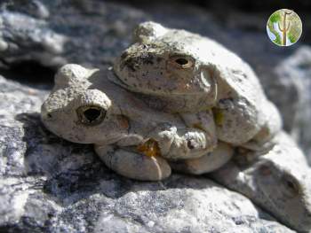 Hyla arenicolor, canyon tree frog