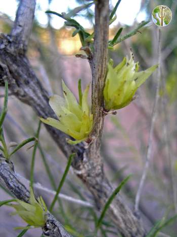 Hymenoclea monogyra flowers