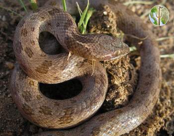 Hypsiglena - unnamed species - Hooded Nightsnake