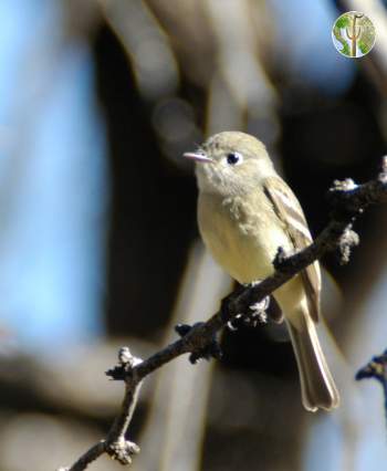 Unknown Impid Flycatcher