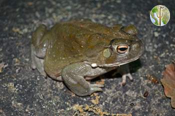 Incilius alvarius - Sonoran Desert toad