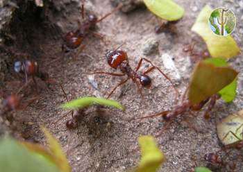 Leafcutter ant