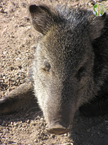 Injured javalina