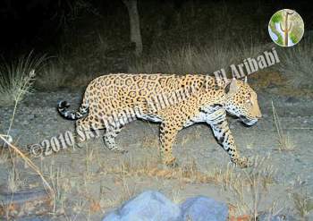 Jaguar at El Aribabi, Sonora