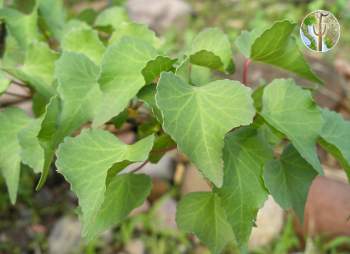 Jatropha cardiophylla leaves