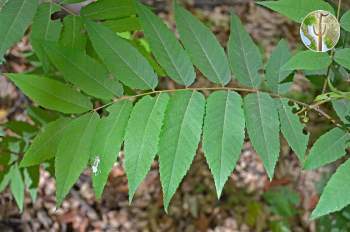 Juglans major leaf