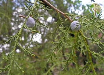 Juniperus deppeana, leaves and fruit