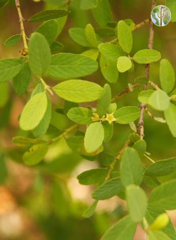 Karwinskia humboldtiana