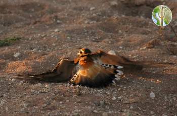 killdeer faking broken wing