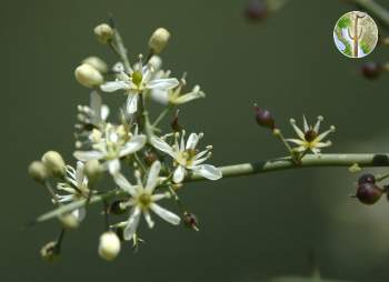 Koeberlinia spinosa flowers