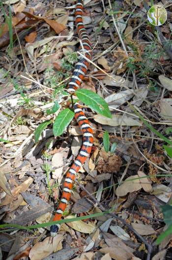 Lampropeltis pyromelana, Sonoran mountain kingsnake